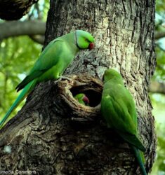 Conférence sur les Perruches à collier franciliennes : origine et biologie