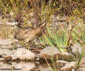 Butor étoilé (Botaurus stellaris)