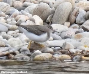 Chevalier grivelé (Actitis macularius)