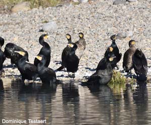 Grands Cormorans (Phalacrocorax carbo)