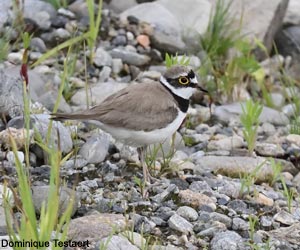 Petit Gravelot (Charadrius dubius)