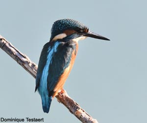Martin-pêcheur d'Europe (Alcedo atthis)