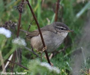 Pouillot brun (Phylloscopus fuscatus)