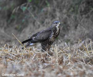 Buse variable (Buteo buteo)