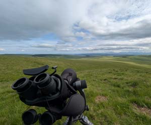 Séance d'observation des Buses variables (Buteo buteo)