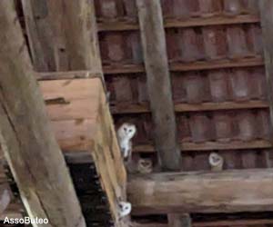 Première installation d'Effraies des clochers (Tyto alba)