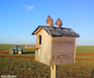 Faucons crécerelles (Falco tinnunculus) posés sur un nichoir pour  Effraies des clochers (Tyto alba)