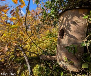 Nichoir pour Chouettes hulottes (Strix aluco)