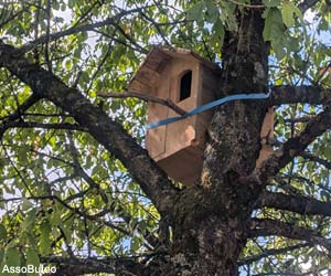 Nichoir pour Effraies des clochers (Tyto alba)