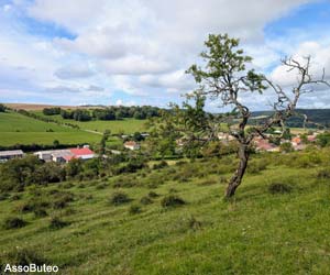 Ancien arbre fruitier dans un pré-verger dans la Meuse