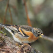 13ème comptage hivernal national des oiseaux des jardins en France métropolitaine