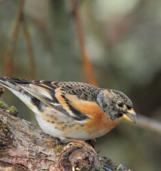 13ème comptage hivernal national des oiseaux des jardins en France métropolitaine