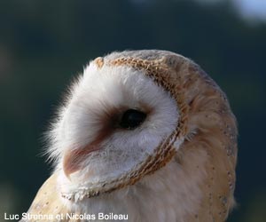 Effraie des clochers (Tyto alba)
