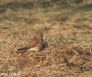 Faucon crécerelle (Falco tinnunculus)