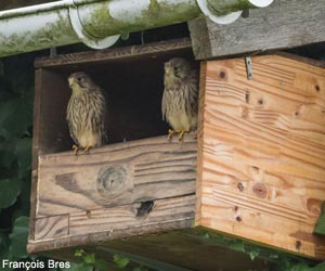 Jeunes Faucons crécerelles (Falco tinnunculus)