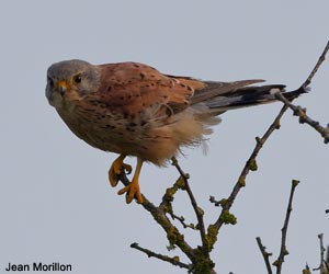 Faucon crécerelle (Falco tinnunculus)