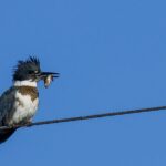 Martin-pêcheur d'Amérique