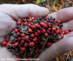 Fruits du conifère endémique appelé Rimu (Dacrydium cupressinum)