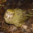 La saison de reproduction 2025-2026 des Strigops kakapo devrait être la meilleure depuis 1977