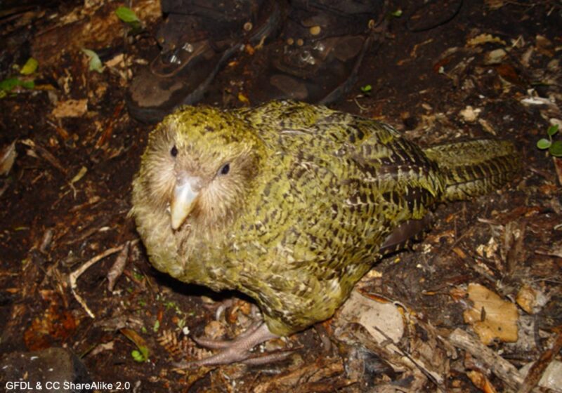 La saison de reproduction 2025-2026 des Strigops kakapo devrait être la meilleure depuis 1977