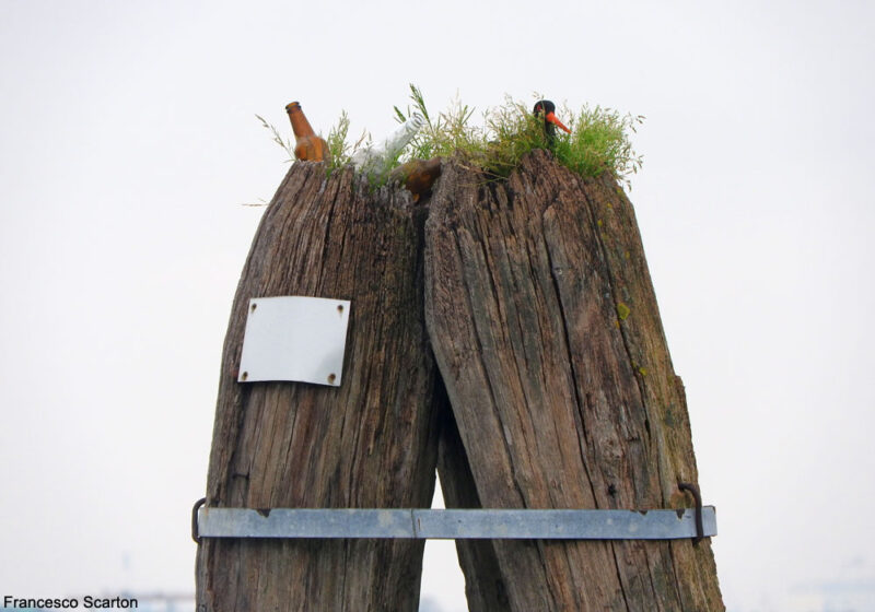 Des Huîtriers pie nichent au sommet de poteaux en bois dans la lagune de Venise (Italie)