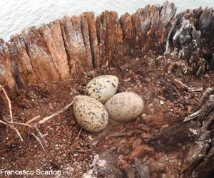 Œufs d'Huîtrier pie (Haematopus ostralegus) au sommet d'un poteau en bois
