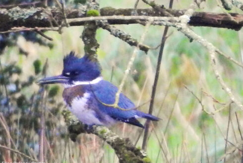 Un Martin-pêcheur d'Amérique découvert en Bretagne en décembre 2025 attire de nombreux observateurs