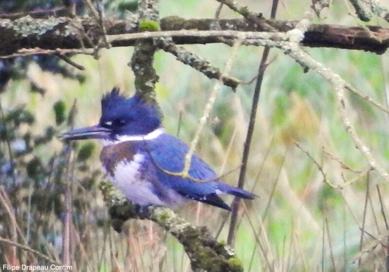 Un Martin-pêcheur d&rsquo;Amérique découvert en Bretagne en décembre 2025 attire de nombreux observateurs