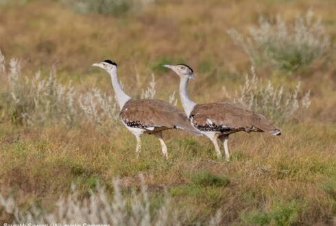 Le programme d'élevage de l'Outarde à tête noire commence à montrer des signes encourageants pour la conservation de l'espèce