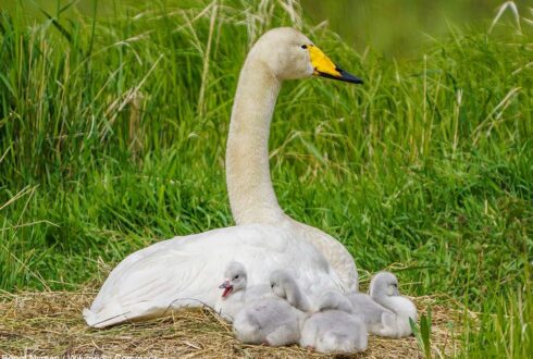 Le Cygne chanteur poursuit sa progression en Europe