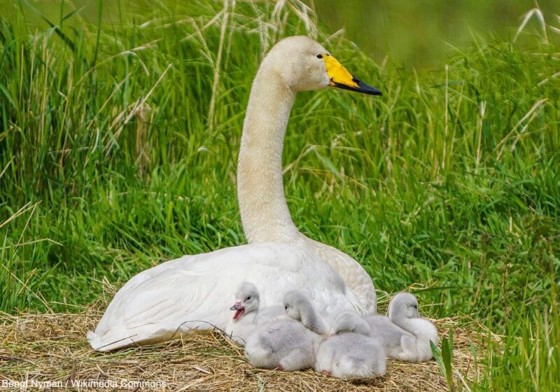 Le Cygne chanteur poursuit sa progression en Europe