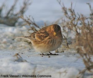 Linotte à bec jaune (Linaria flavirostris flavirostris) hivernante