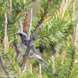Des plantations d&rsquo;arbres de Noël transformées en zones de nidification pour la rare Paruline de Kirtland