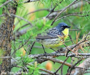 Paruline de Kirtland (Setophaga kirtlandii)