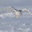 Le Harfang des neiges a été considéré en 2025 comme une espèce nicheuse éteinte en Suède