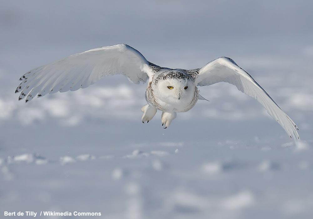 Harfang des neiges (Bubo scandiacus)