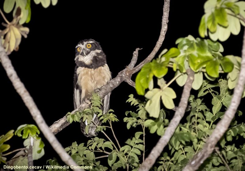Un mystère vieux de près de 200 ans enfin résolu : la sous-espèce pulsatrix de la Chouette à lunettes doit bien être considérée comme une espèce à part entière