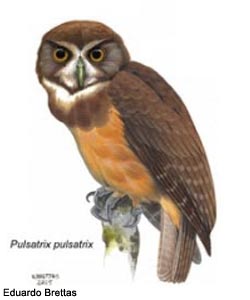 Chouette à lunettes du Sud (Pulsatrix pulsatrix)