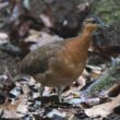 Description d'une nouvelle espèce d'oiseau en Amazonie brésilienne, le Tinamou à masque ardoisé (ou de la Serra do Divisor)