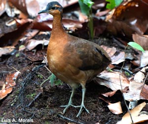 Tinamou à masque ardoisé ou de la Serra do Divisor (Tinamus resonans)