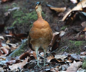 Tinamou à masque ardoisé ou de la Serra do Divisor (Tinamus resonans)
