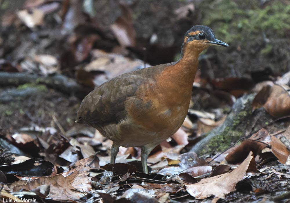 Tinamou à masque ardoisé ou de la Serra do Divosor (Tinamus resonans)