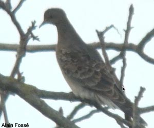 Tourterelle orientale (Streptopelia orientalis meena) de première année