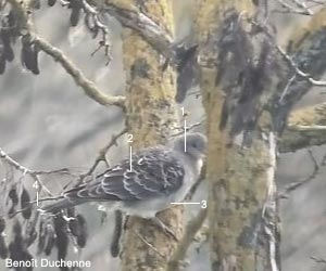 Tourterelle orientale (Streptopelia orientalis) de première année