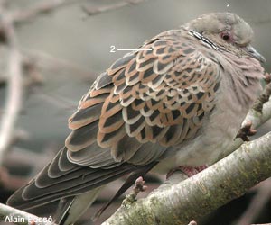  Tourterelle des bois (Streptopelia turtur) adulte