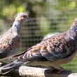 Observations de Tourterelles orientales en Europe : critères d&rsquo;identification et oiseaux d&rsquo;origine captive