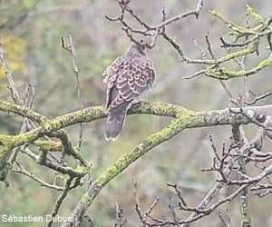 Tourterelle orientale (Streptopelia orientalis meena) de première année