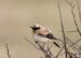 1-Traquet du désert | Oenanthe deserti | Desert Wheatear