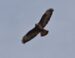 1-Buse variable | Buteo buteo | Common Buzzard