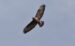 1-Buse variable | Buteo buteo | Common Buzzard